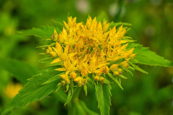 Rhodiola Rosea